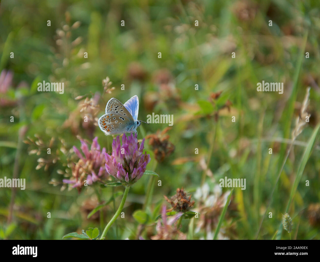 Common Blue Male butterly on Red Clover Stock Photo