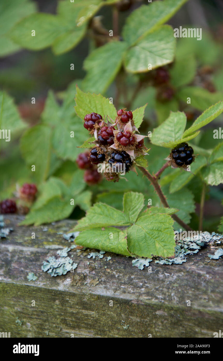 Early blackberries growing over an old lichened gate Stock Photo