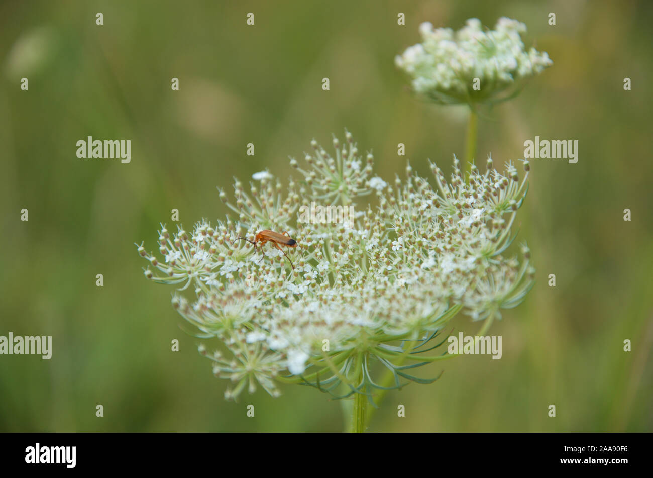 Common Red Soldier beetle on Daucus carota, known as Queen Anne's Lace Stock Photo
