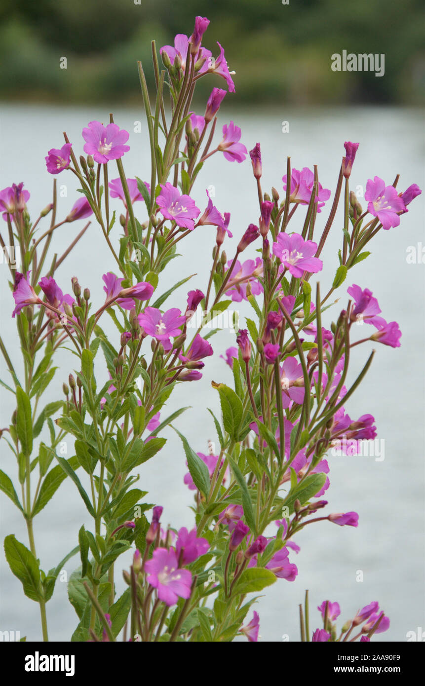 Great Willowherb on the banks of a lake. Stock Photo
