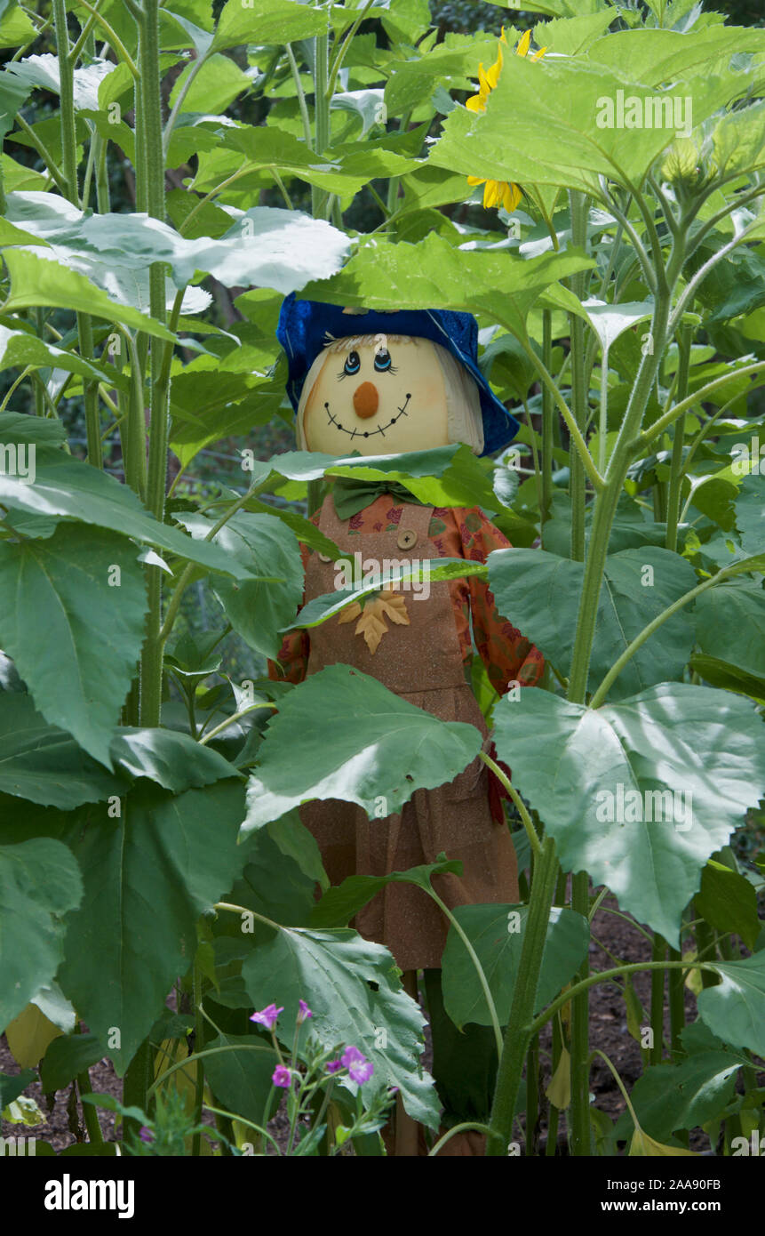Scarecrow in a patch of sunflowers dressed in female clothing with hat and pinafore dress. Stock Photo