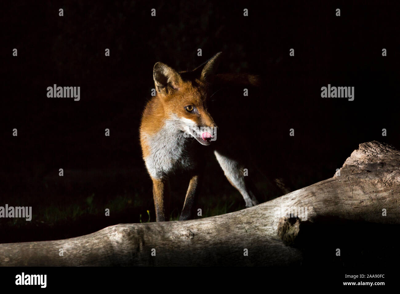 Wild, hungry, urban red fox (Vulpes vulpes) licking his lips, isolated in the dark, scavenging in UK garden at night. Stock Photo