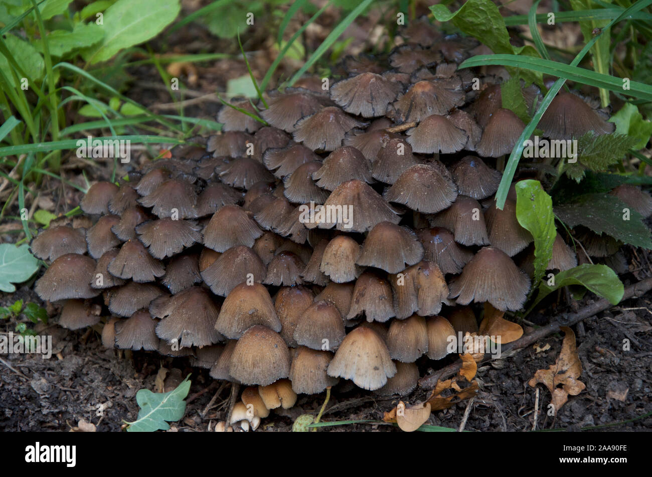 A large clump of mature Coprinopsis atramentaria fungus, common ink caps, growing on the woodland floor. Stock Photo
