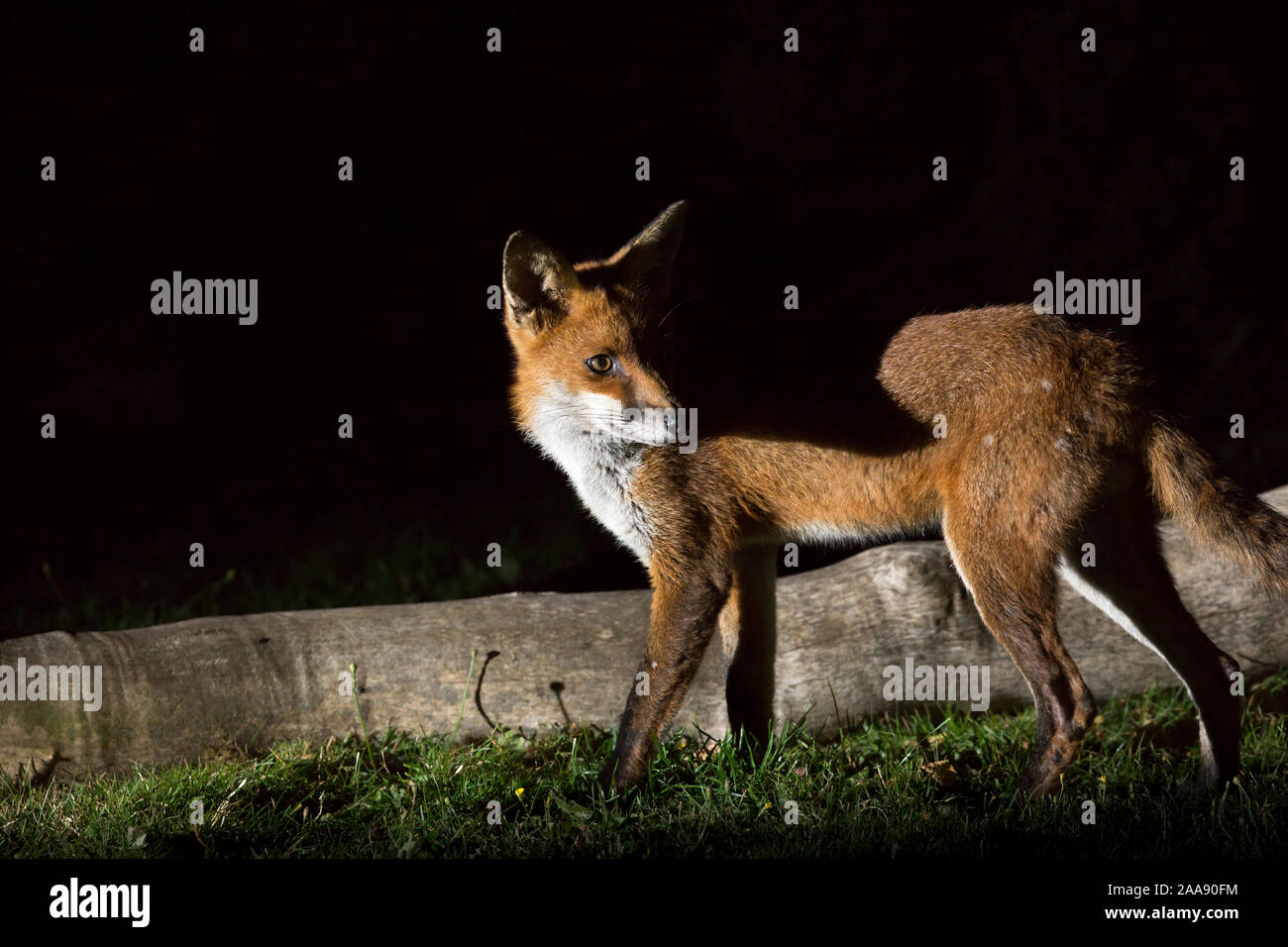 Close up of wild, hungry, urban red fox (Vulpes vulpes) captured in security spotlight isolated in the dark, foraging for food in a UK garden at night. Stock Photo