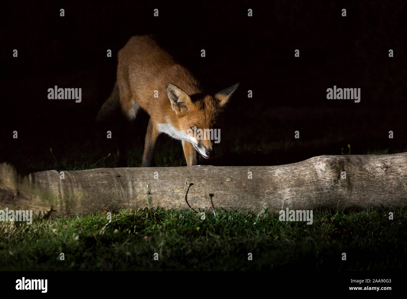 Front view close up of a wild, hungry, urban red fox (Vulpes vulpes) isolated in the dark, foraging for food in UK garden at night, lit by spotlight. Stock Photo