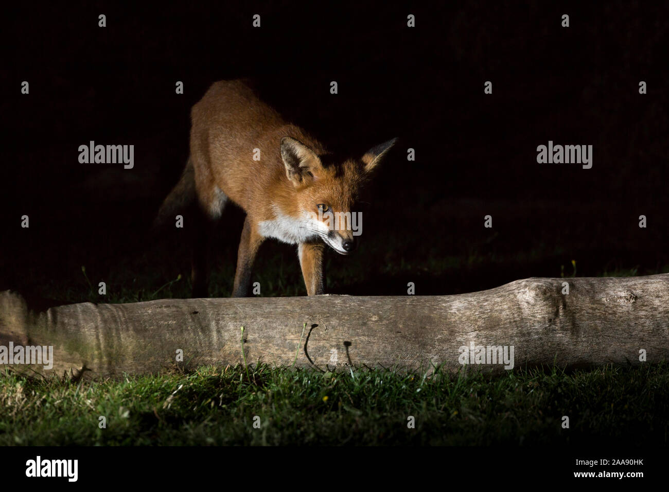 Wild, urban red fox (Vulpes vulpes) isolated in the dark, scavenging in UK garden at night, caught in the spotlight. Stock Photo