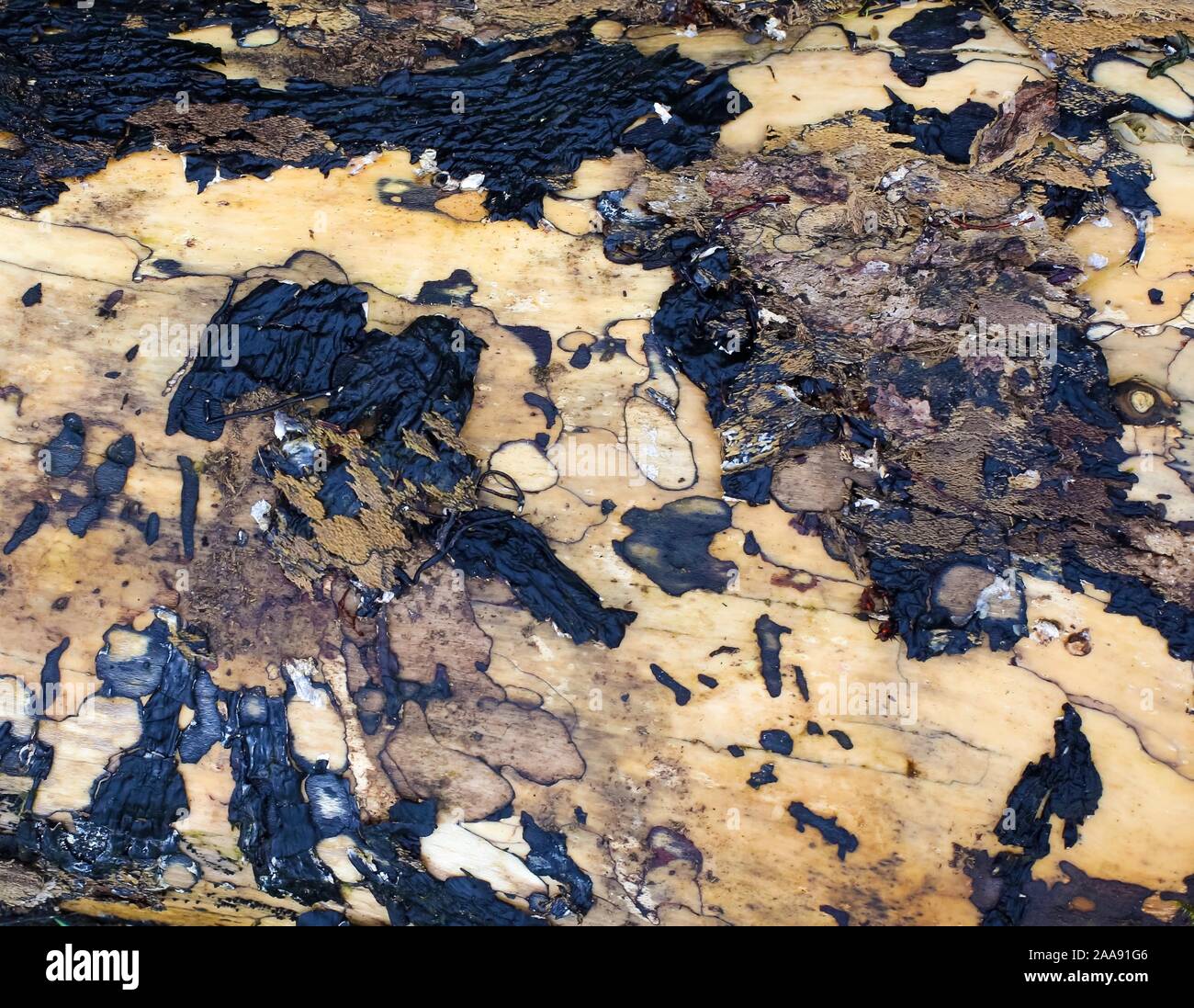 Old cracked burned tree trunk background texture, vertical close up. Stock Photo