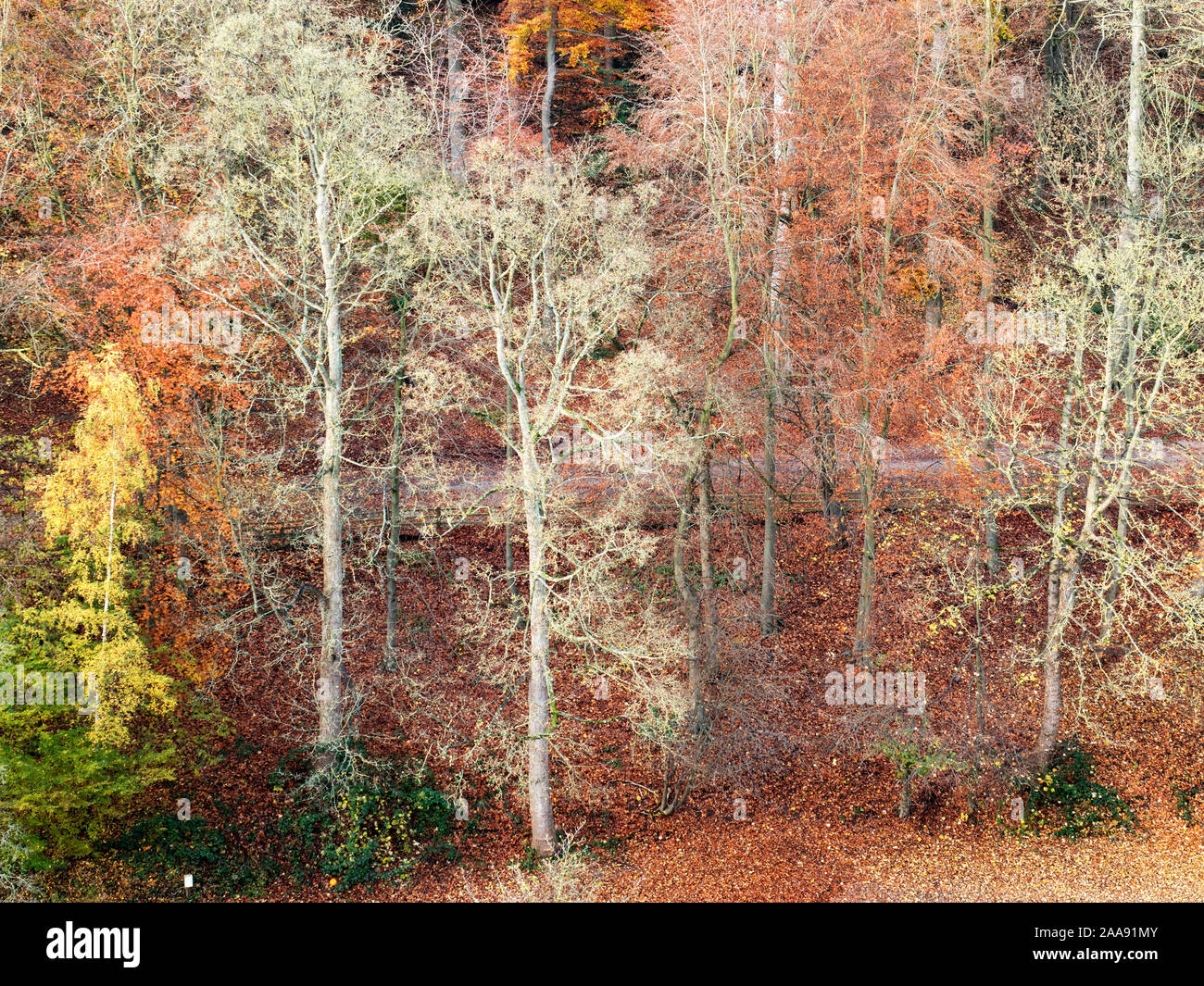 Autumn trees along Long Walk by the River Nidd at Knaresborough North Yorkshire England Stock Photo