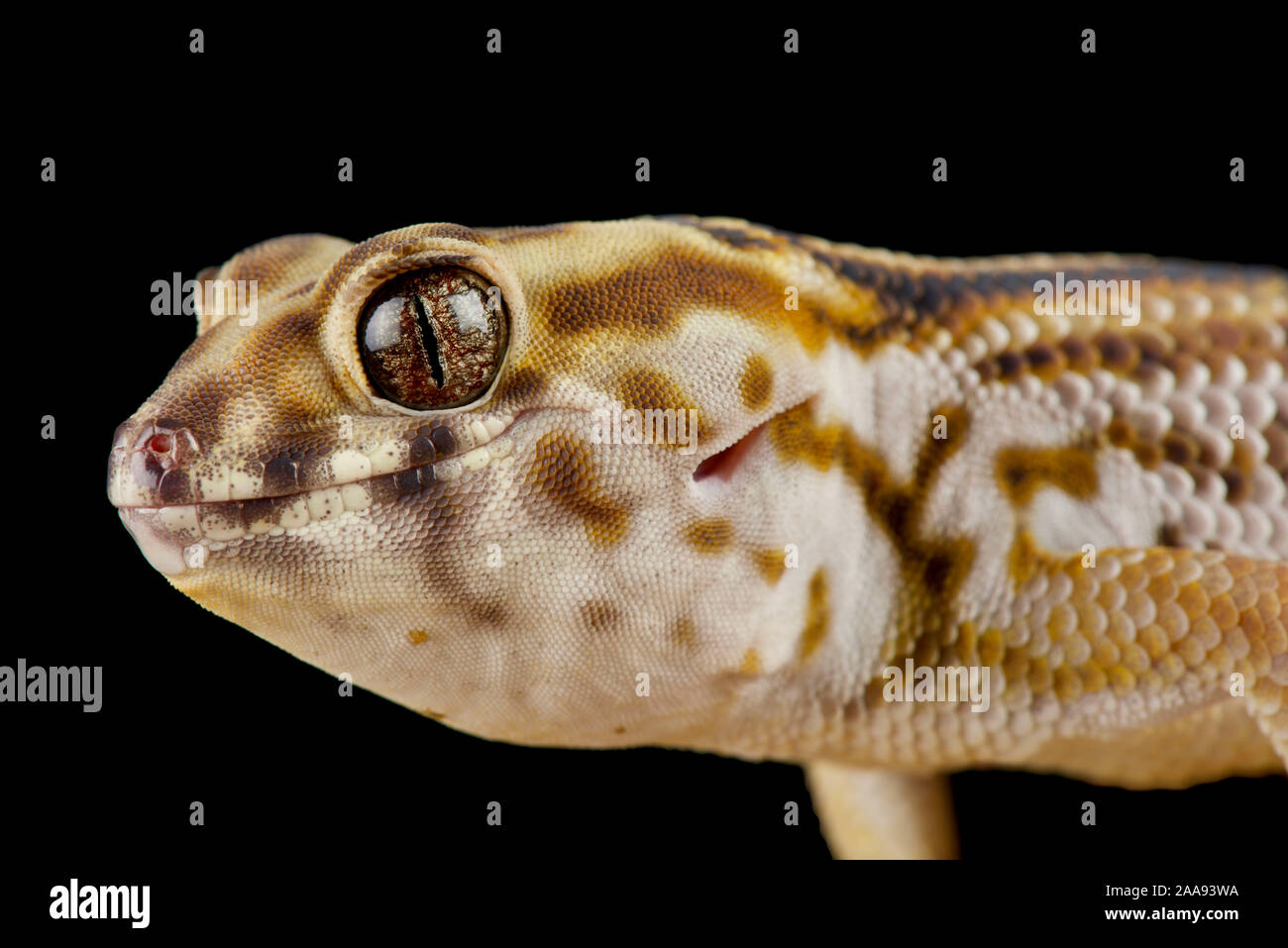Persian wonder gecko (Teratoscincus keyserlingii) Stock Photo