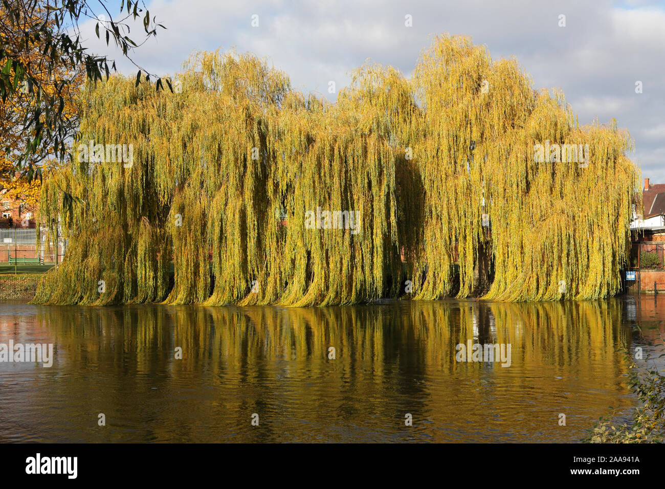 Captured from The Quarry in Shrewsbury this delightful group of Weeping Willow trees in it's autumnal colours. Stock Photo