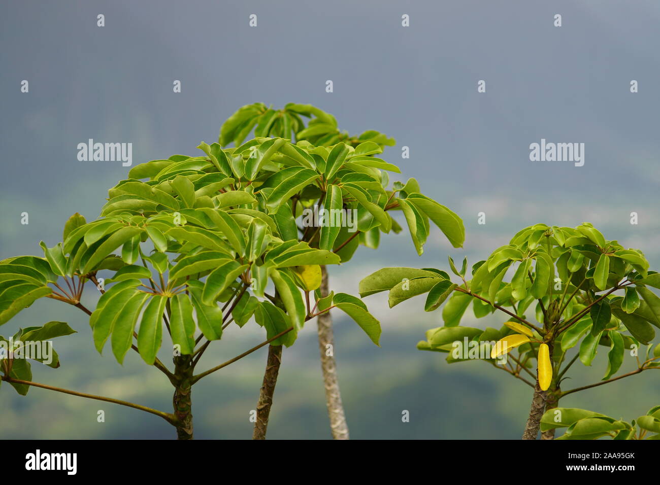 tropical trees in hawaii Stock Photo Alamy