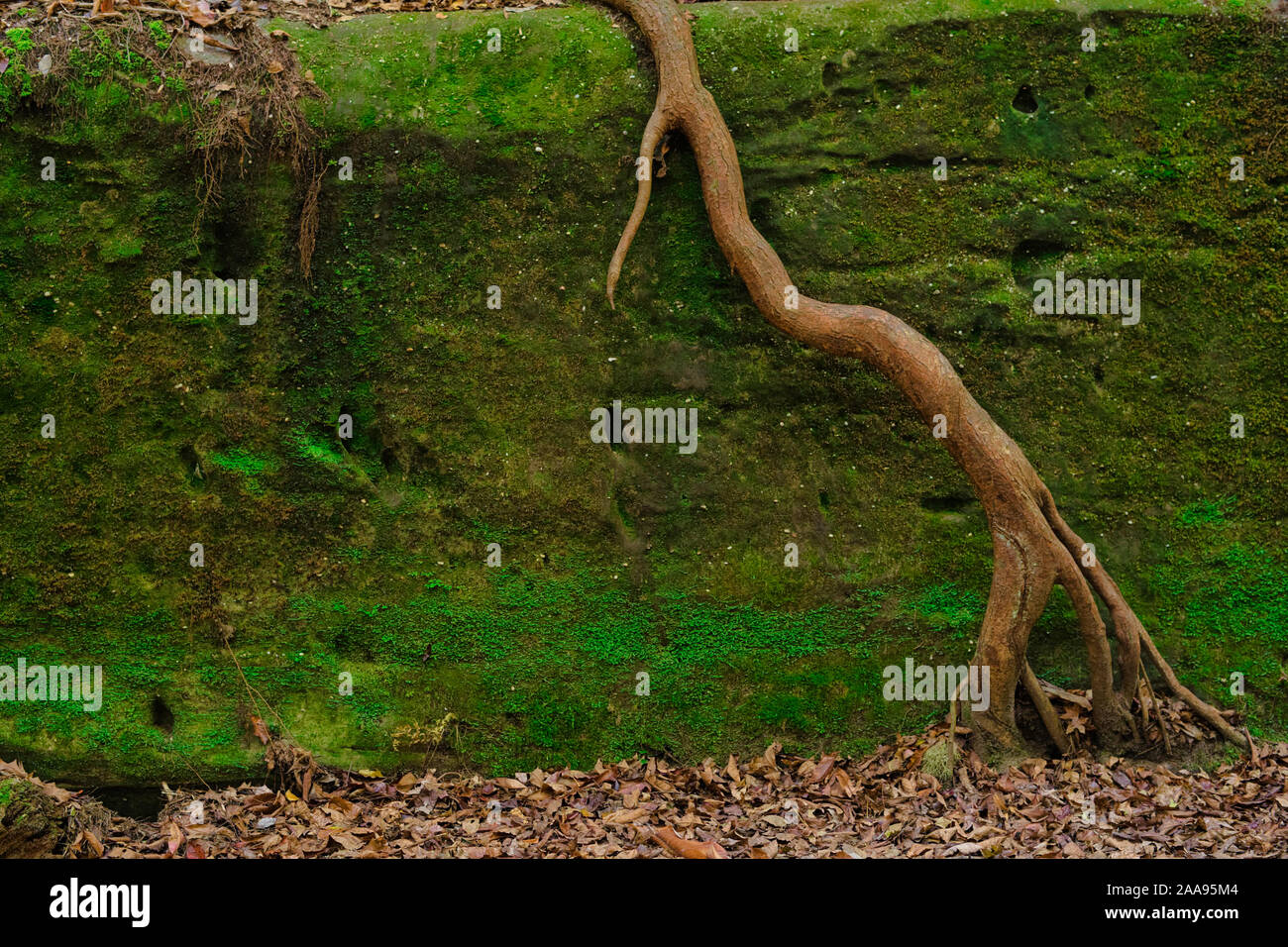 This tree root in Dismals Canyon grows down the side of a rock to reach some soil. Stock Photo