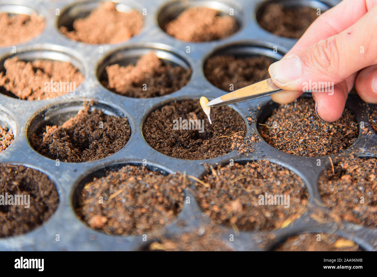 melon seed germinate for Nursery Stock Photo Alamy