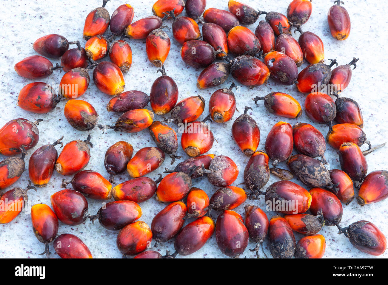Closeup of palm oil fruits group (Elaeis guineensis) used to make vegetable oil for the food and cosmetics industry on rustic marble table.Sustainable Stock Photo