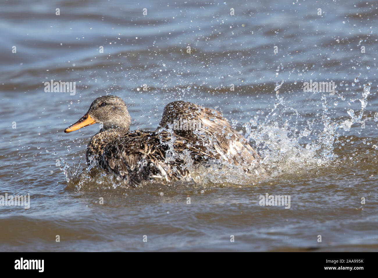 Gadwall female duck bathing Stock Photo
