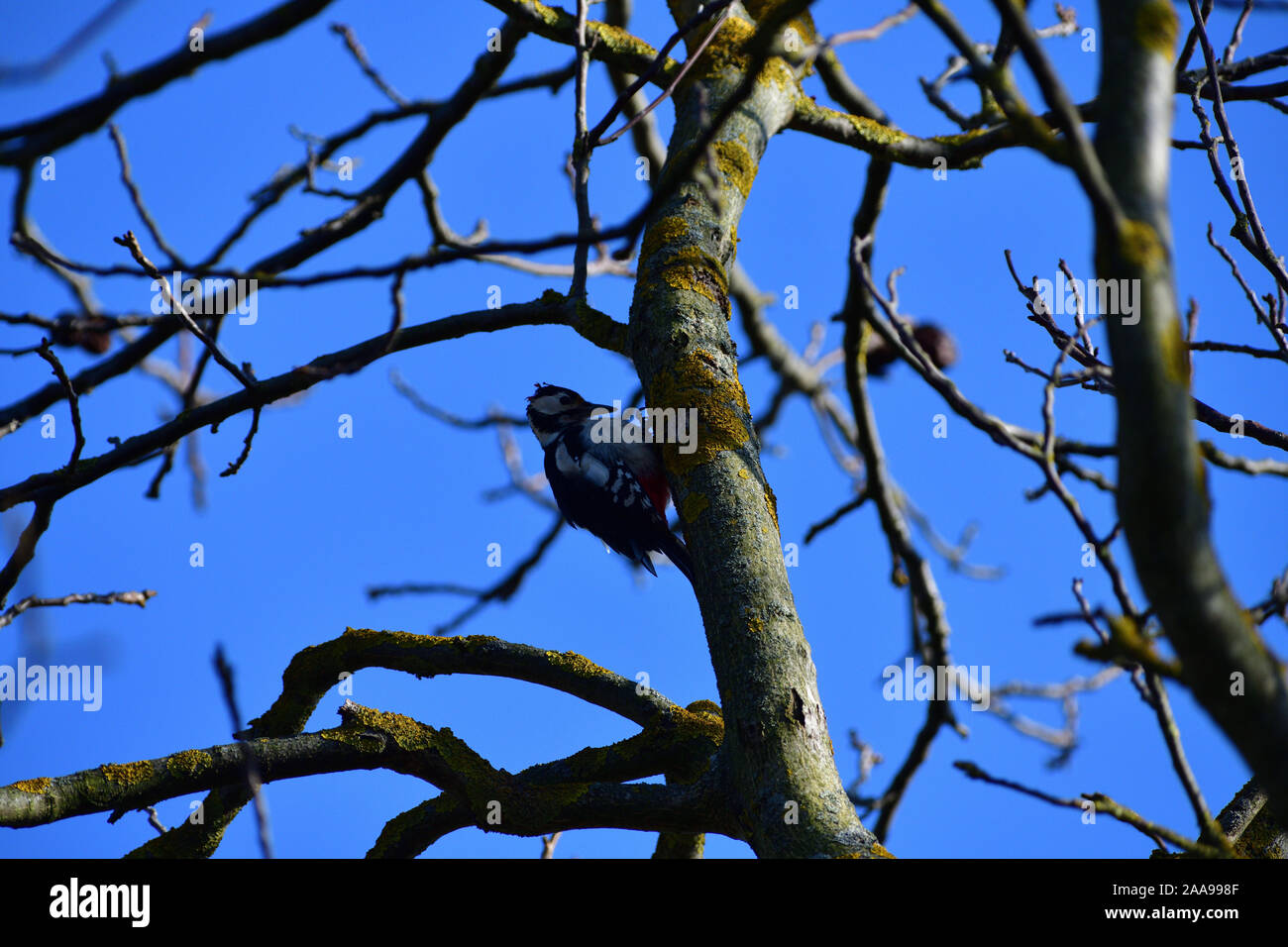 Red woodpecker knocking on the branch tree Stock Photo - Alamy