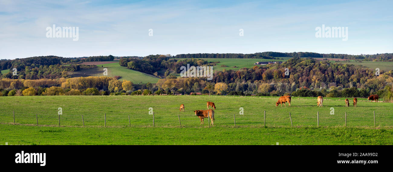 meadow with brown limousin cows in the fall in dutch province of south limburg Stock Photo