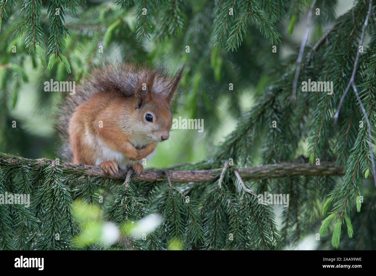 Red squirrel in pine tree Stock Photo