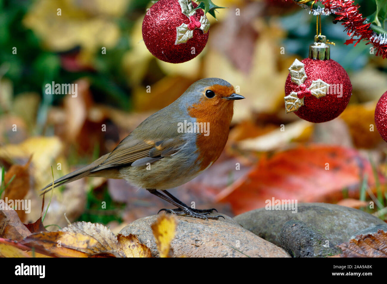 Christmas robin hi-res stock photography and images - Alamy