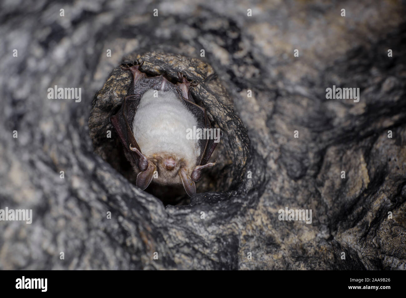 Close up strange animal Greater mouse-eared bat Myotis myotis hanging upside down in the hole of the cave and hibernating. Wildlife photography. Stock Photo