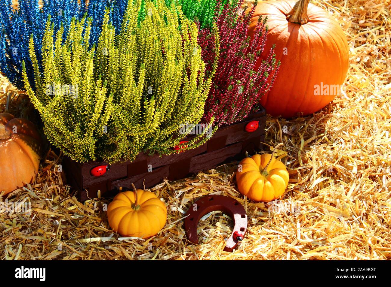 The picture shows heather flowers and pumpkins in the straw Stock Photo ...