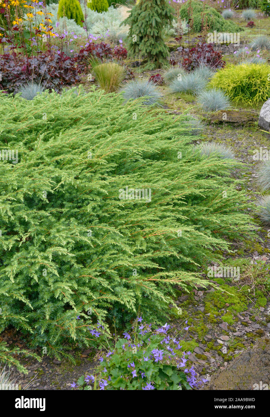 Sachalin-Kriech-Wacholder (Juniperus rigida 'Schlager') Stock Photo