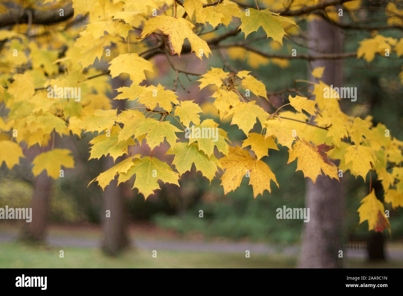 The autumn colour of Acer platanoides 'Columnare' Stock Photo