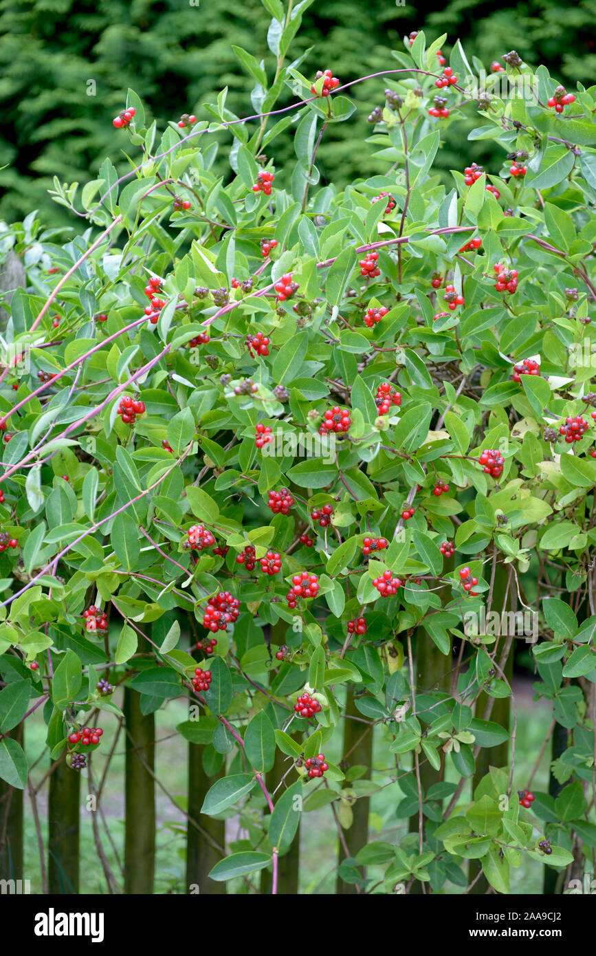 o planten Schneezwerg main image 1