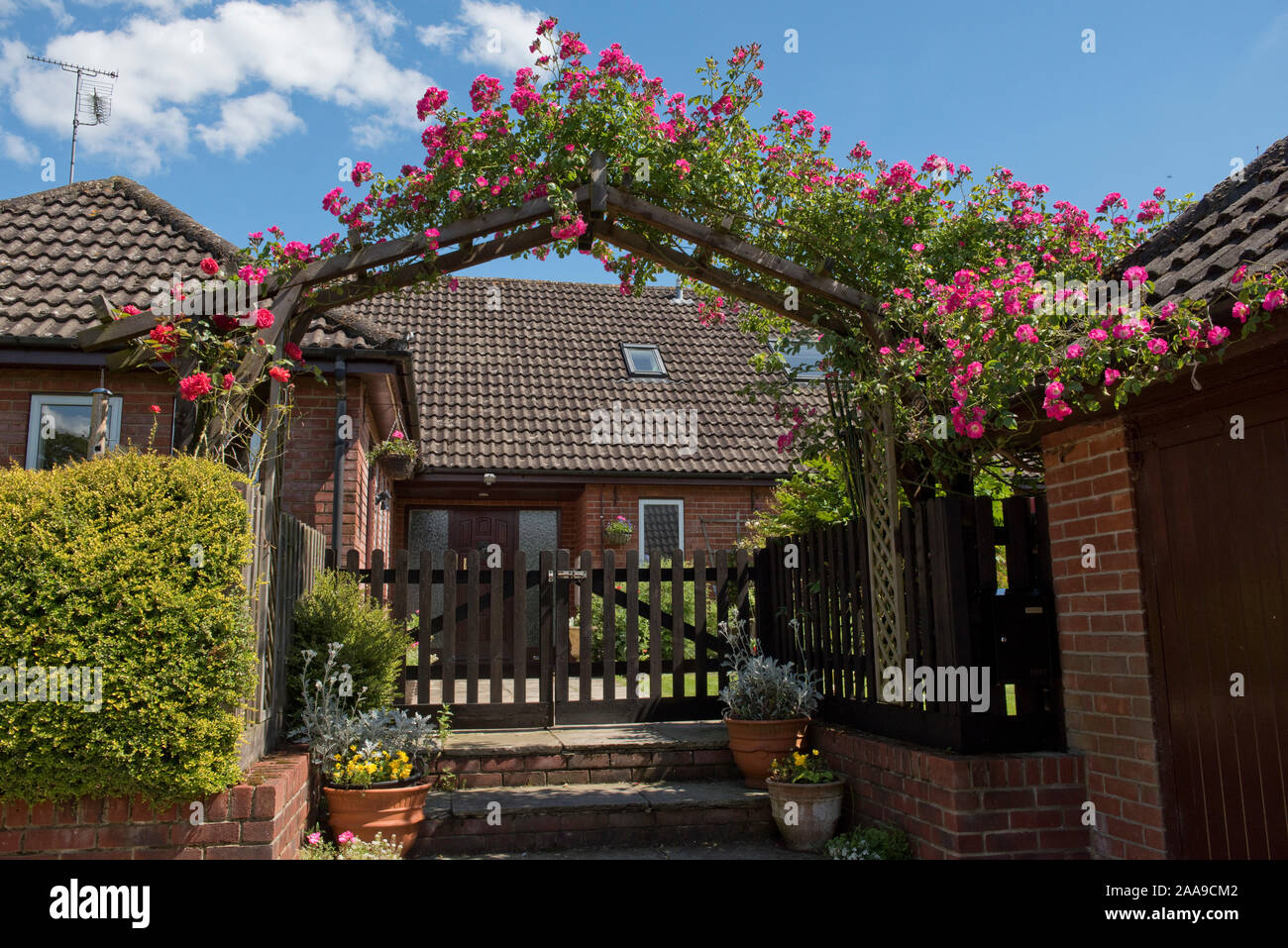 Modern bungalow with large arch over entrance gate with flowering pink magenta rose 'American Pillar' climbing across, Berkshire, June Stock Photo