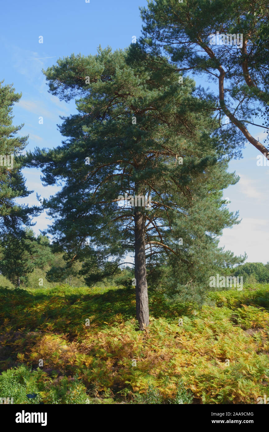 Mature scots pine (Pinus sylvestris) with late season bracken turning colour on heathland at Snelsmore Common, Newbury, September Stock Photo