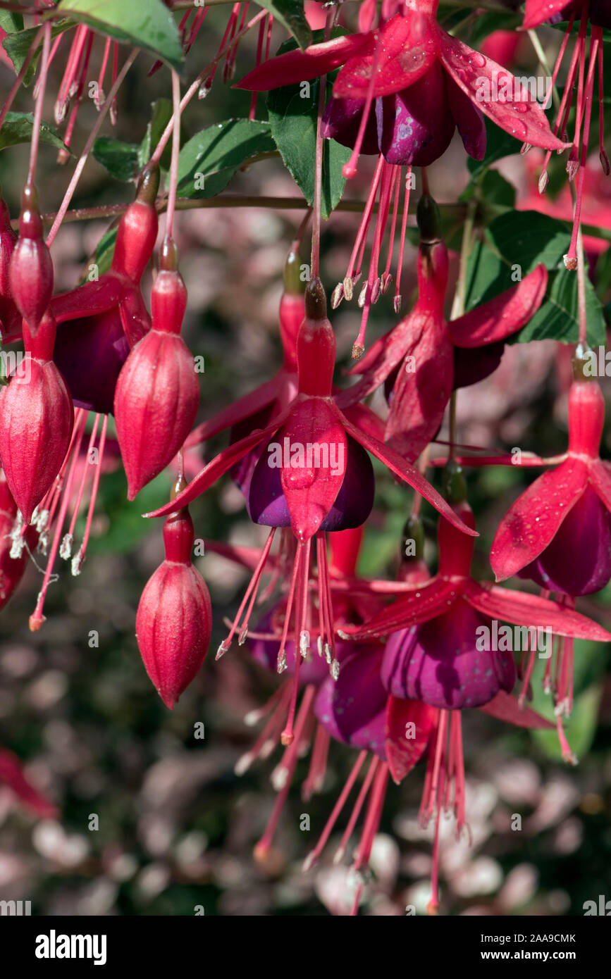 Flowering fuschia shrub with bright pendulous red and purple hanging flowers with anthers and style extended beyond the corolla, September Stock Photo