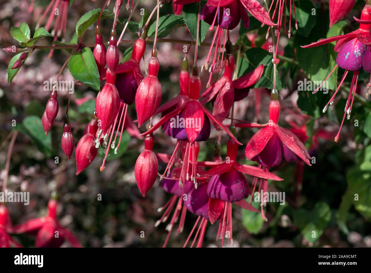 Flowering fuschia shrub with bright pendulous red and purple hanging flowers with anthers and style extended beyond the corolla, September Stock Photo