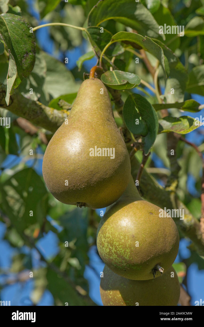 Conference pear fruit on the tree on a bright late summer day with blue sky, Berkshire, September Stock Photo
