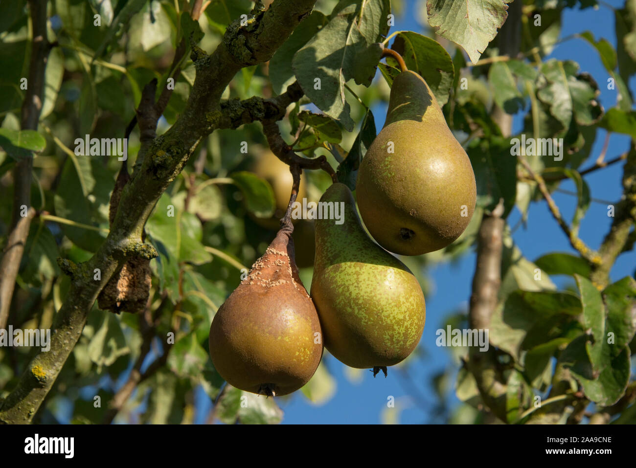 Brown rot (Monilinia laxa or M.fructigena) fungal disease on conference pear fruit on the tree, Berkshire, September Stock Photo