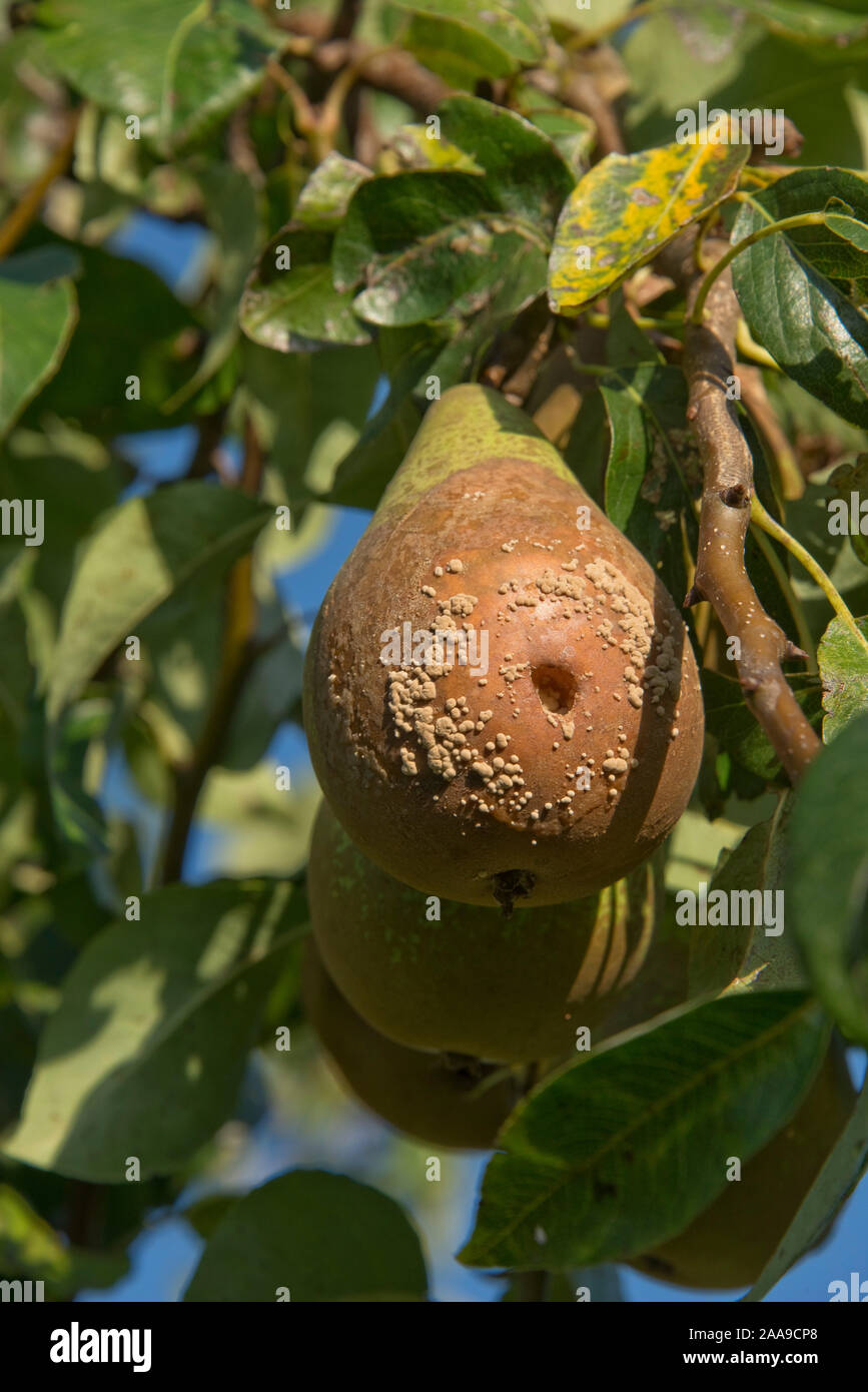 Brown rot (Monilinia laxa or M.fructigena) fungal disease on conference pear fruit on the tree, Berkshire, September Stock Photo