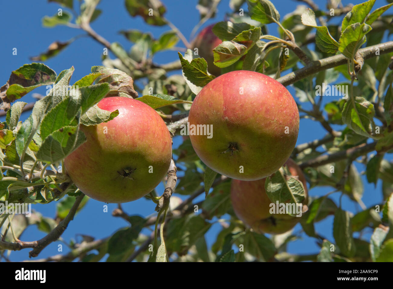 Ripe red cox's orange pippin apple fruit on the tree in late summer, Berkshire, September Stock Photo