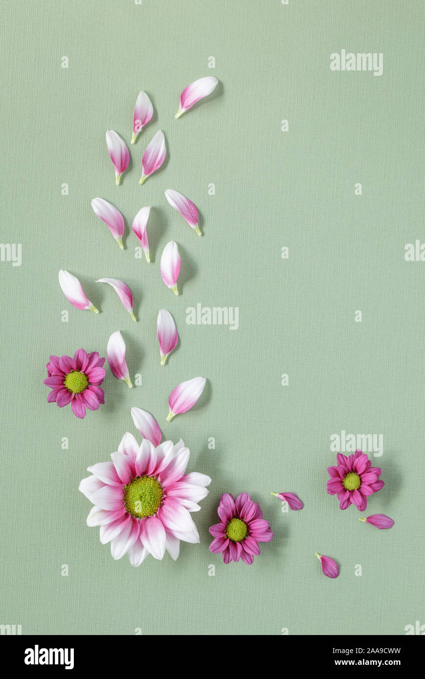 Chrysanthemums on green textured background with copyspace Stock Photo