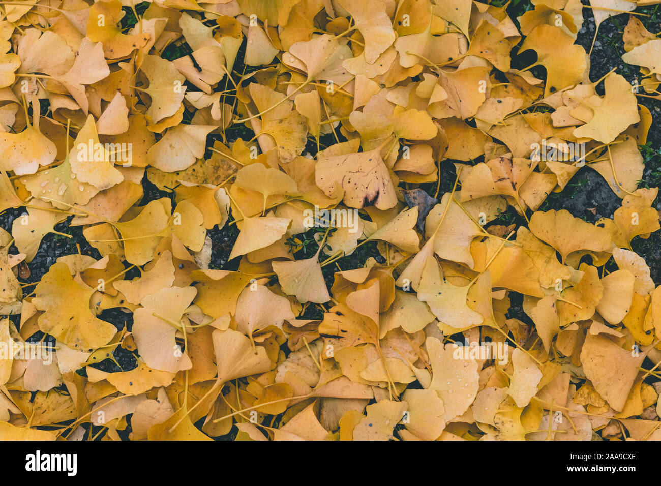 Autumn leaves laying on the ground background Stock Photo - Alamy