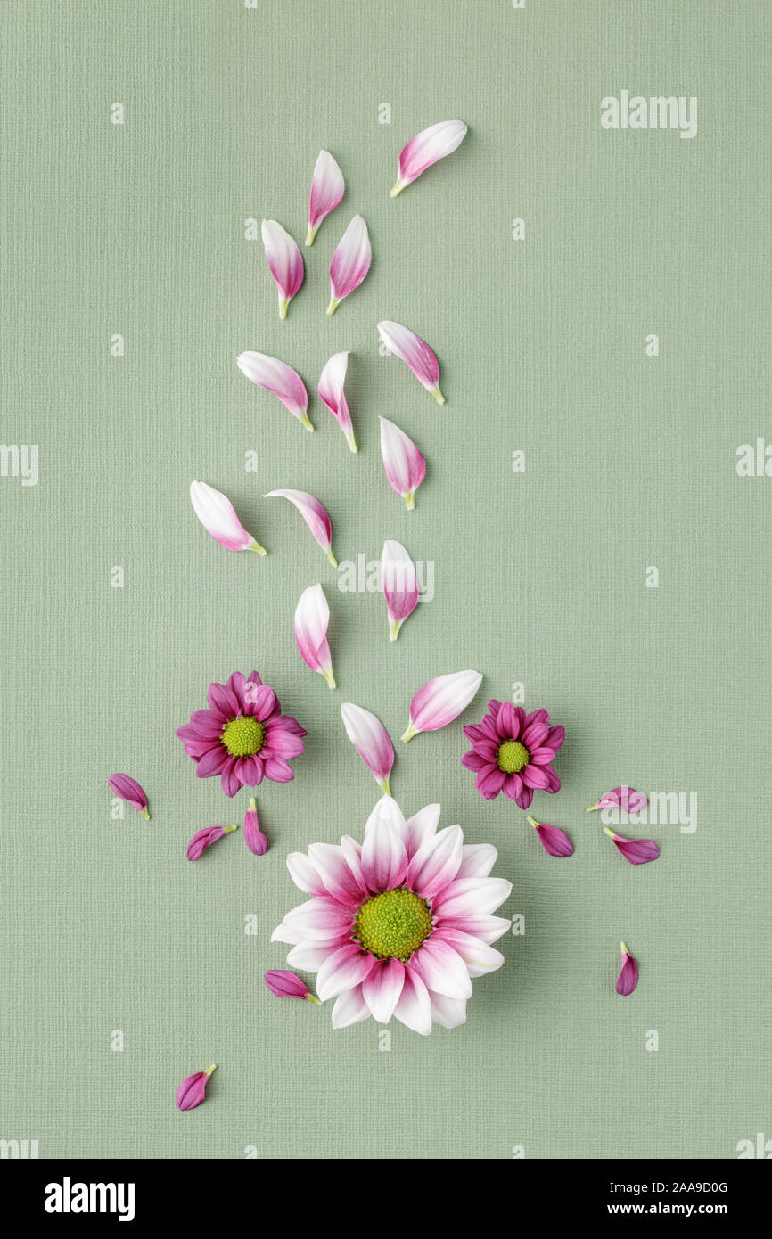 Chrysanthemums on green textured background Stock Photo