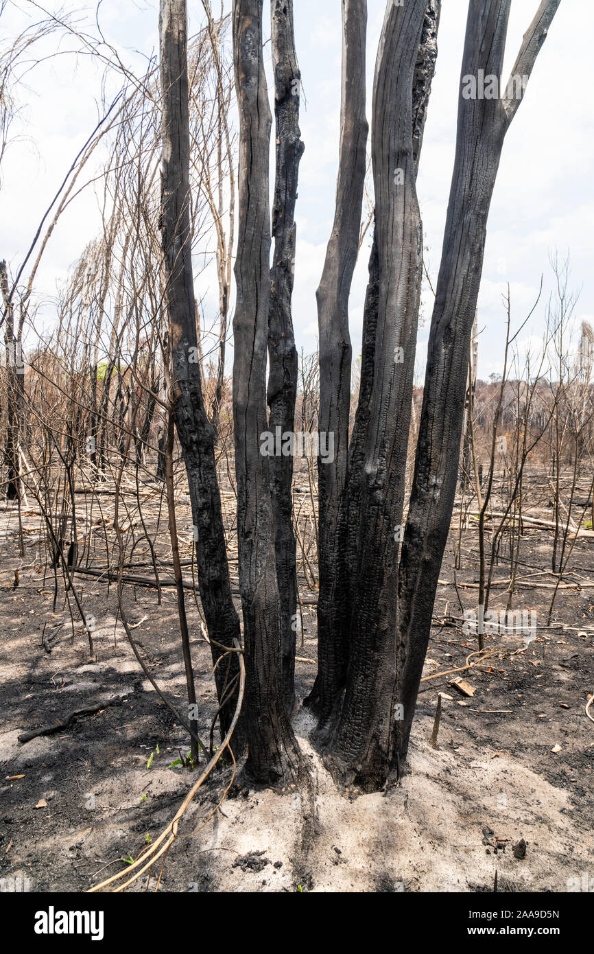 Slash and burn rainforest destruction hires stock photography and