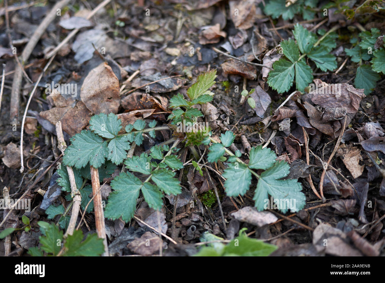 fresh leaves of Agrimonia eupatoria plant Stock Photo