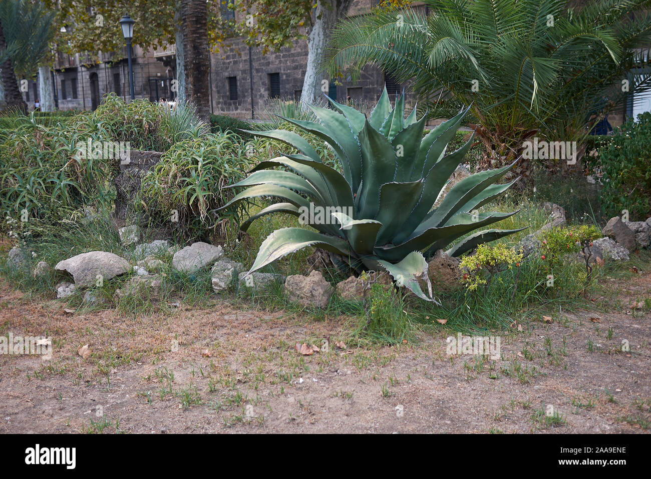Agave salmiana succulent plant in a public park Stock Photo