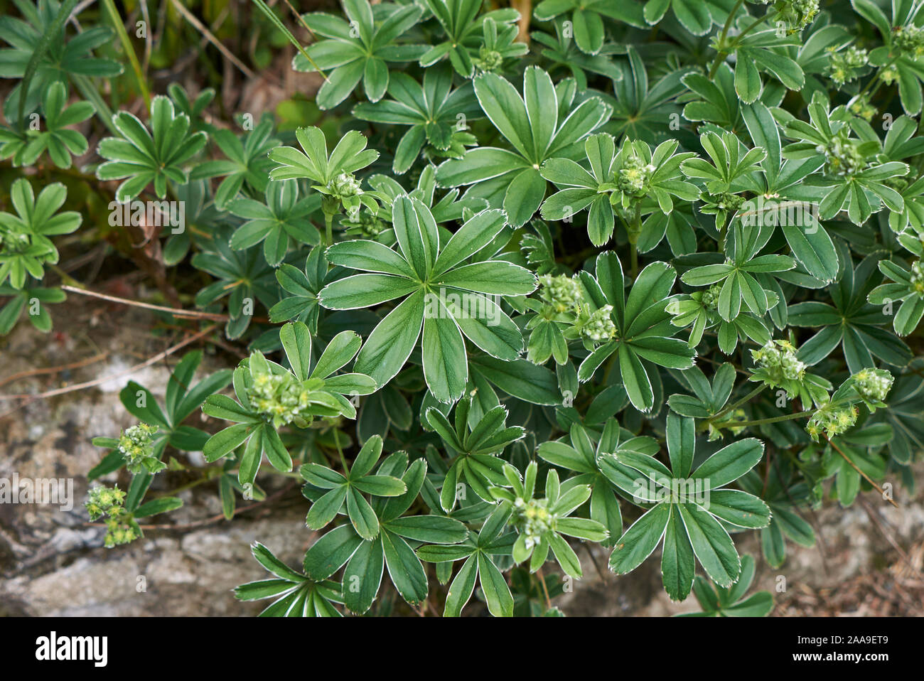 fresh foliage of Alchemilla alpina plants Stock Photo