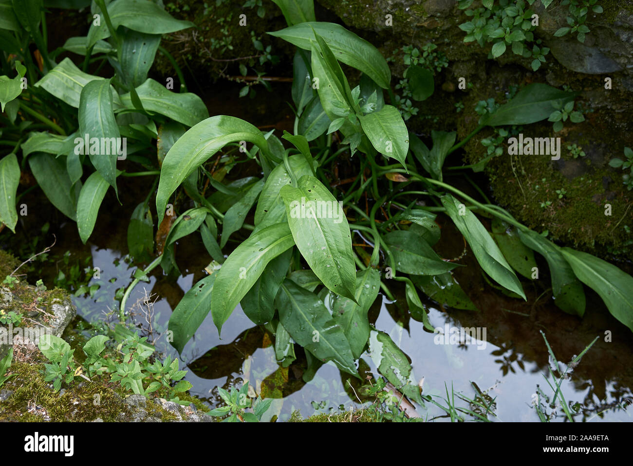 fresh foliage of Alisma plantago-aquatica plants Stock Photo