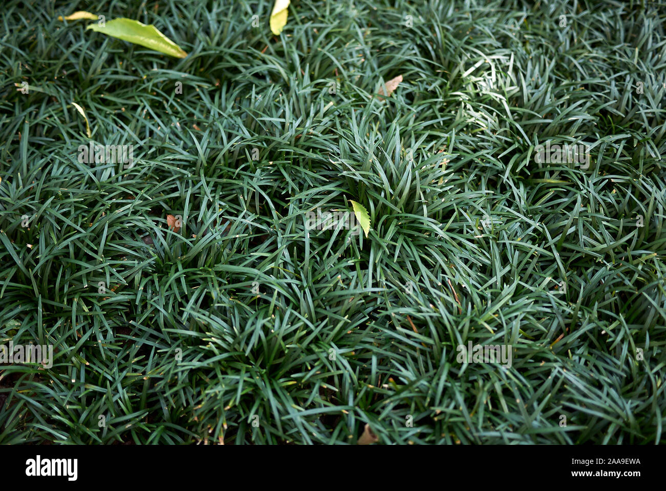 flowerbed with evergreen grass of  Ophiopogon japonicus Stock Photo