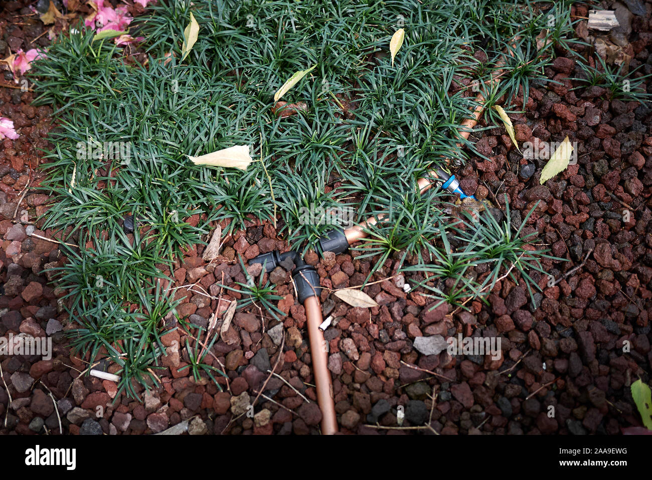 flowerbed with evergreen grass of  Ophiopogon japonicus Stock Photo