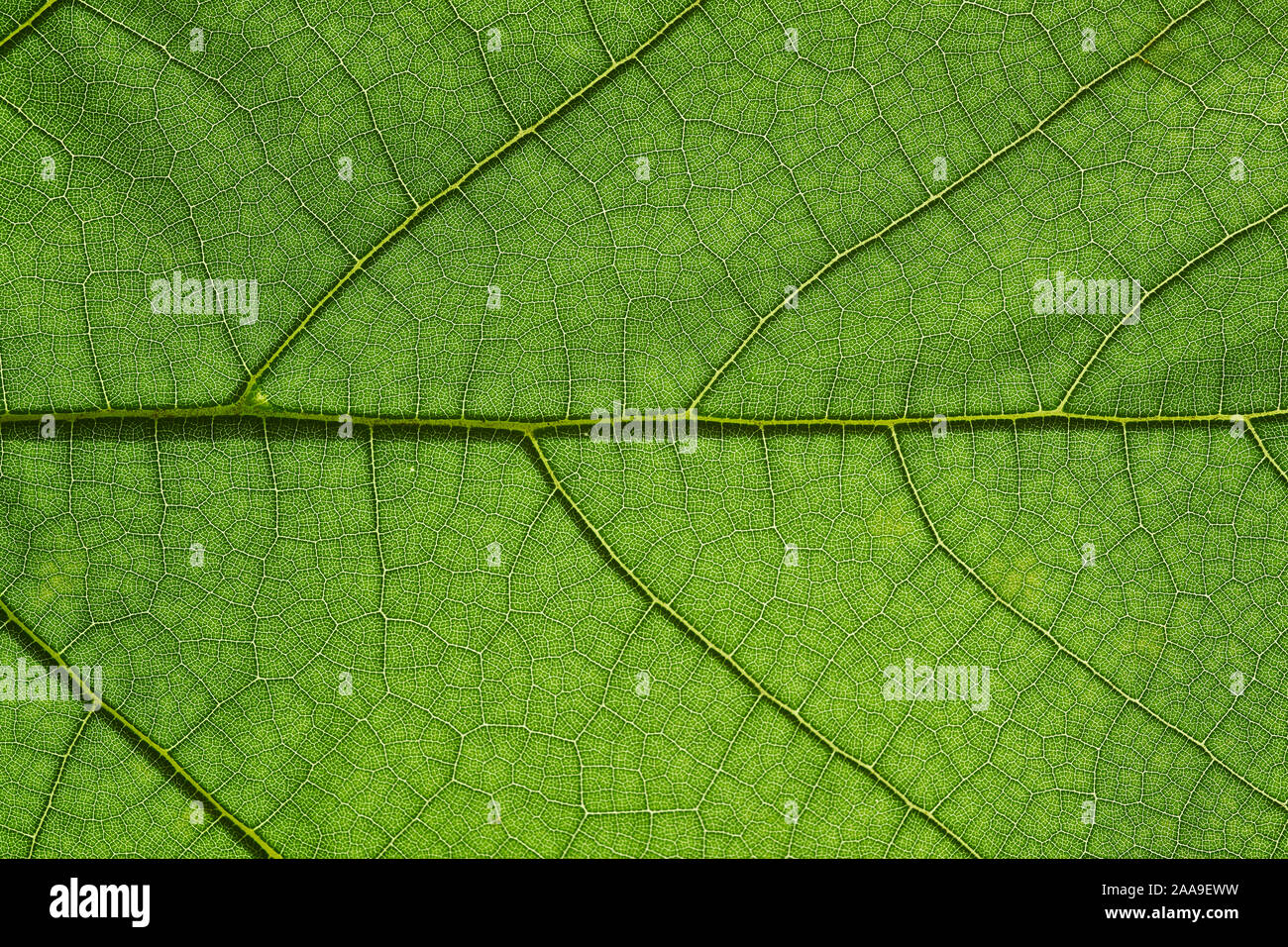 Macro shot of green leaf background texture, macro Stock Photo - Alamy