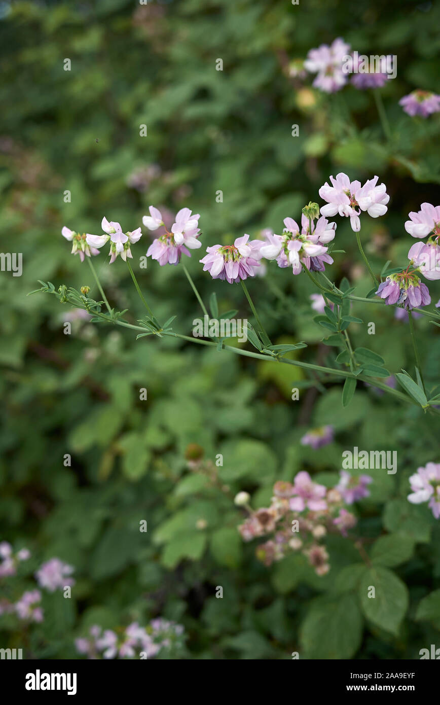 white and pink flowers of Securigera varia plant Stock Photo