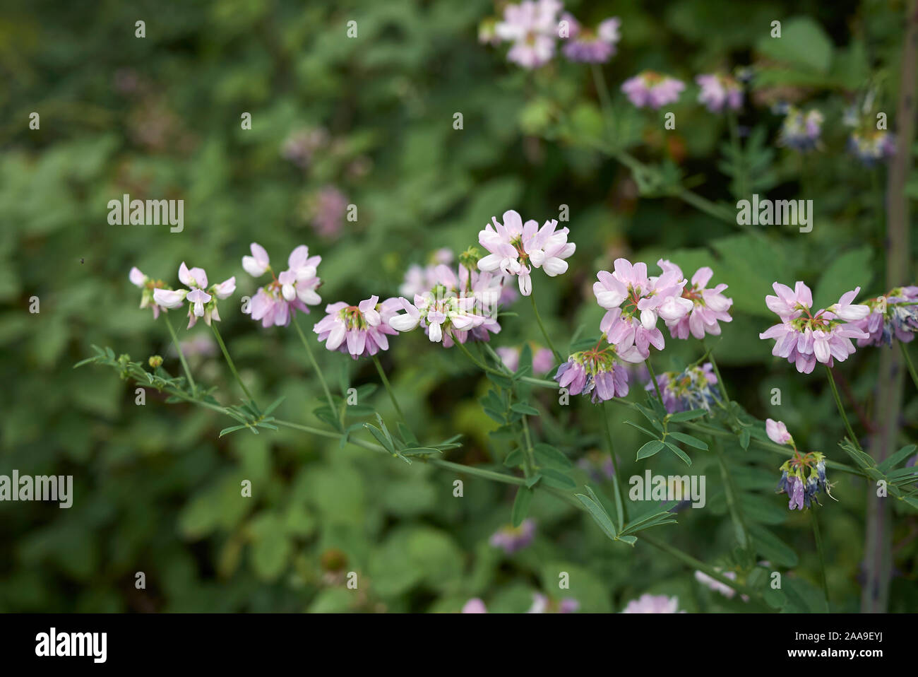 white and pink flowers of Securigera varia plant Stock Photo