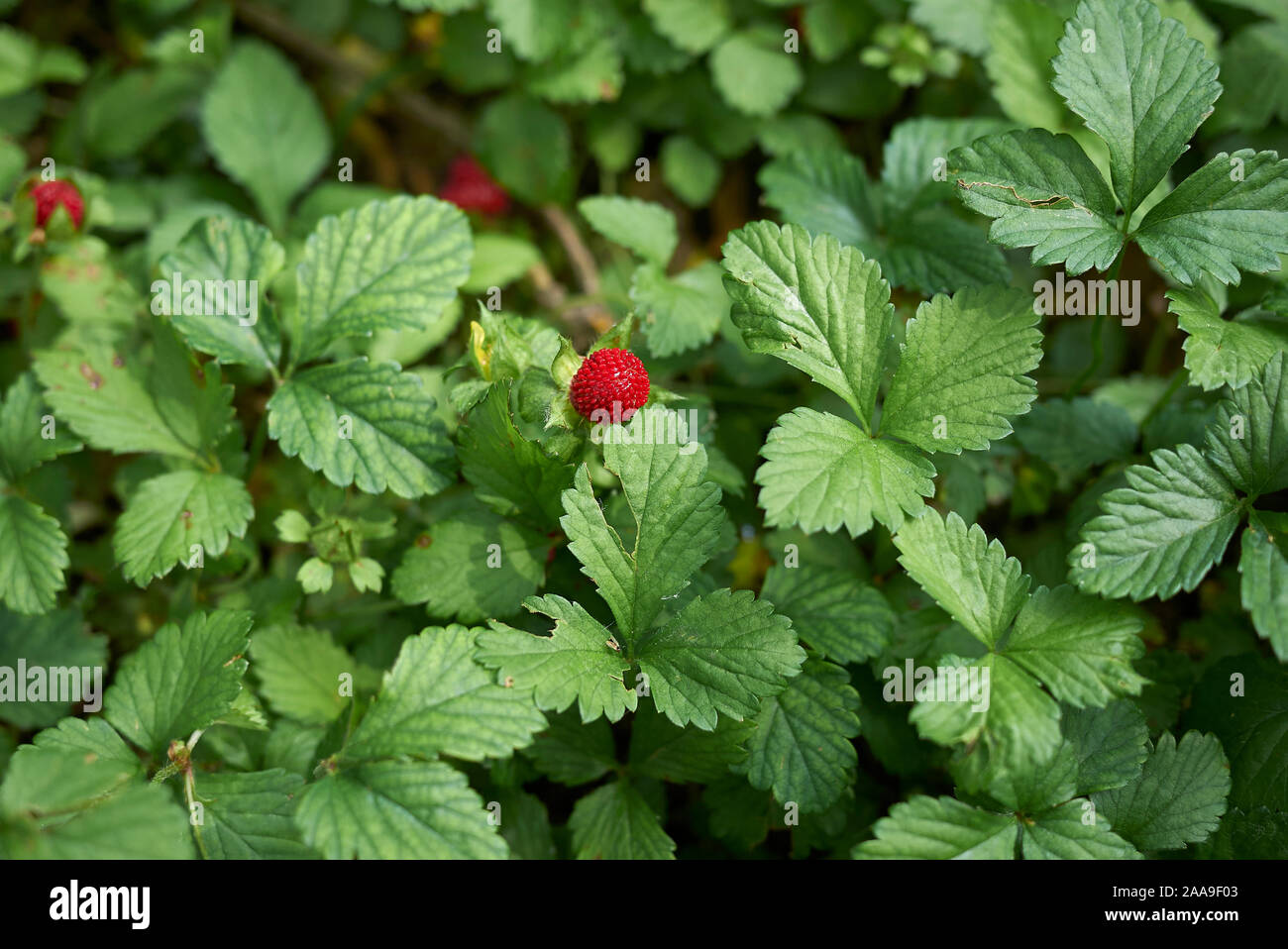 red fruit and yellow flowers of Duchesnea indica plants Stock Photo